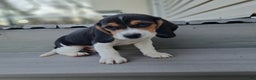 Beagle dogs for sale: BRUNO - Ad 3