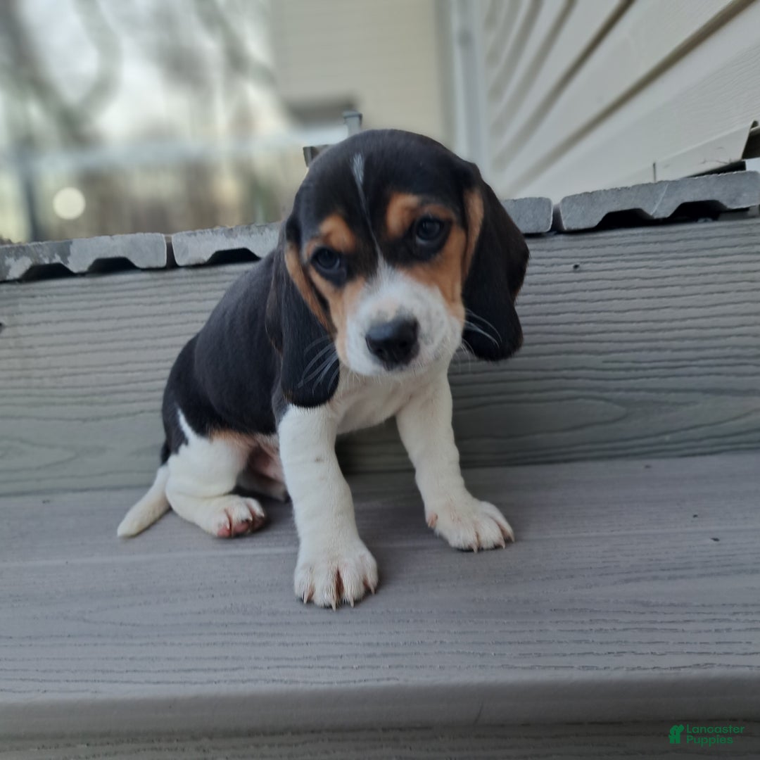 Beagle dogs for sale: BRUNO - Ad 3
