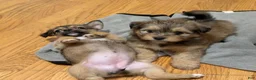 Mixed Breed dogs for sale: Stella - Ad 17