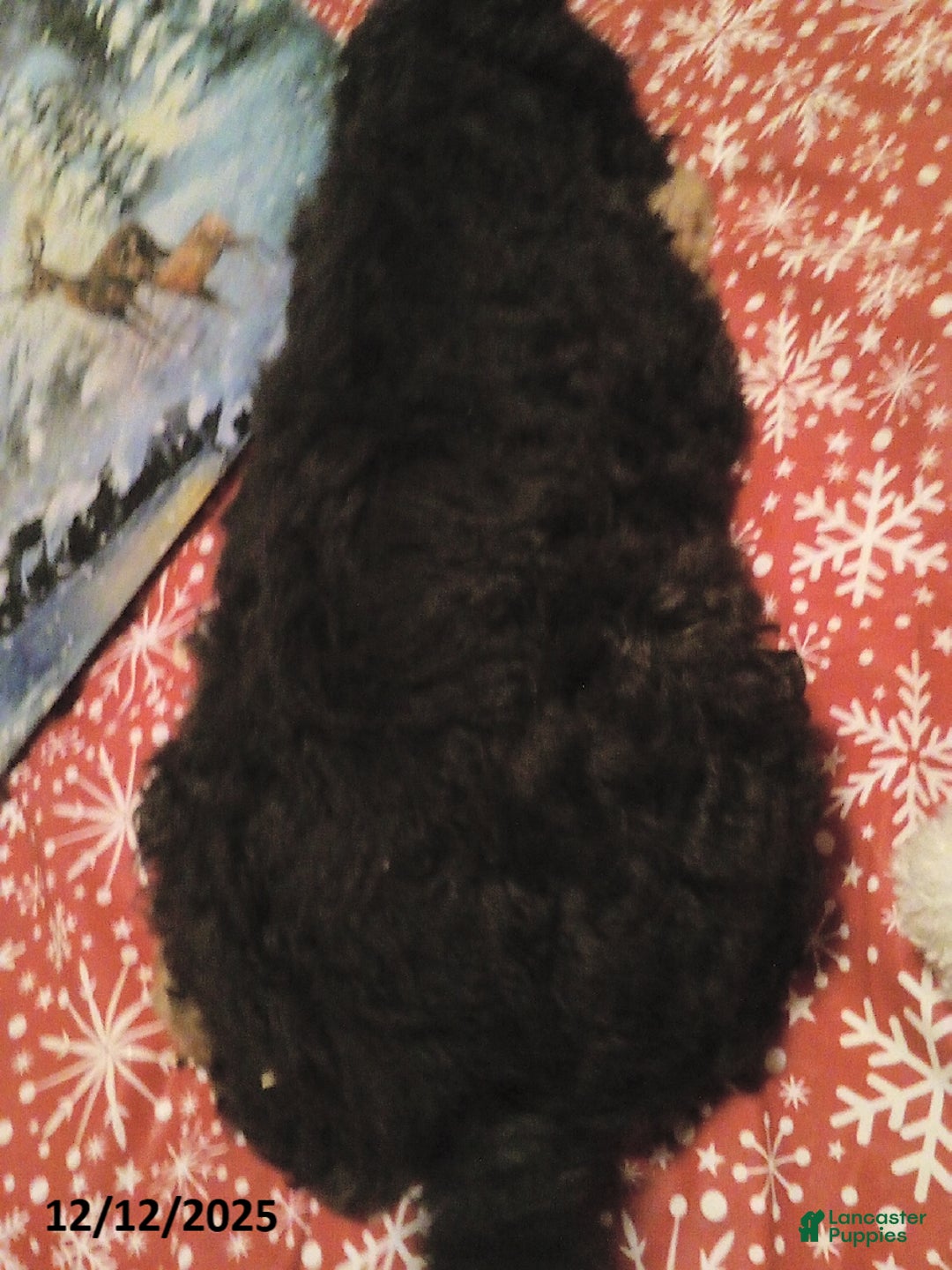 Goldendoodle dogs for sale: Bear - Ad 5