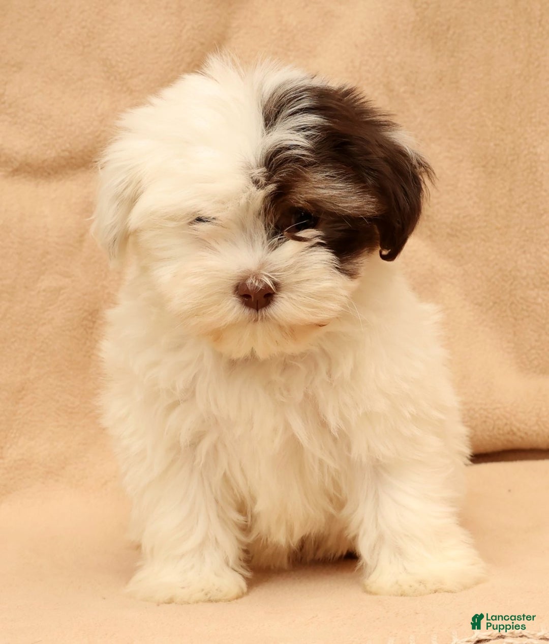 Havanese dogs for sale: Beth - Ad 6