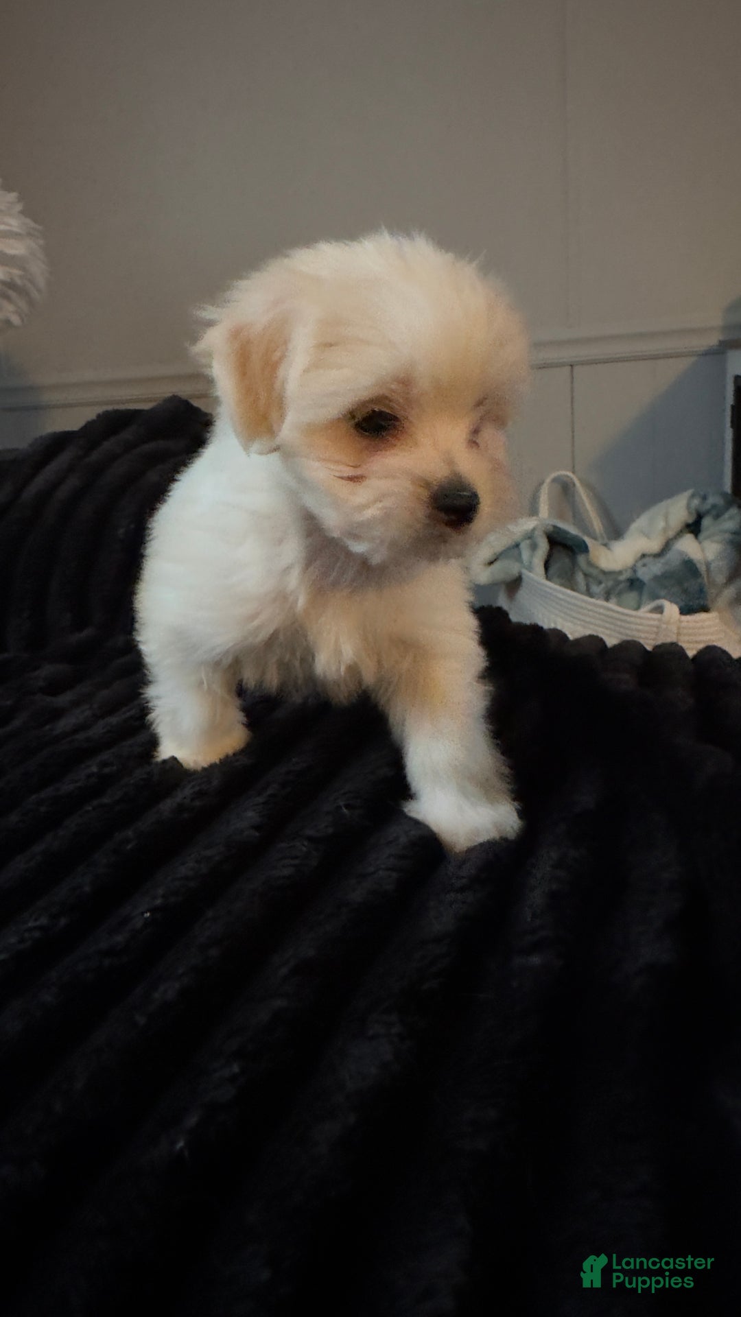 Maltese dogs for sale: Odie  - Ad 4
