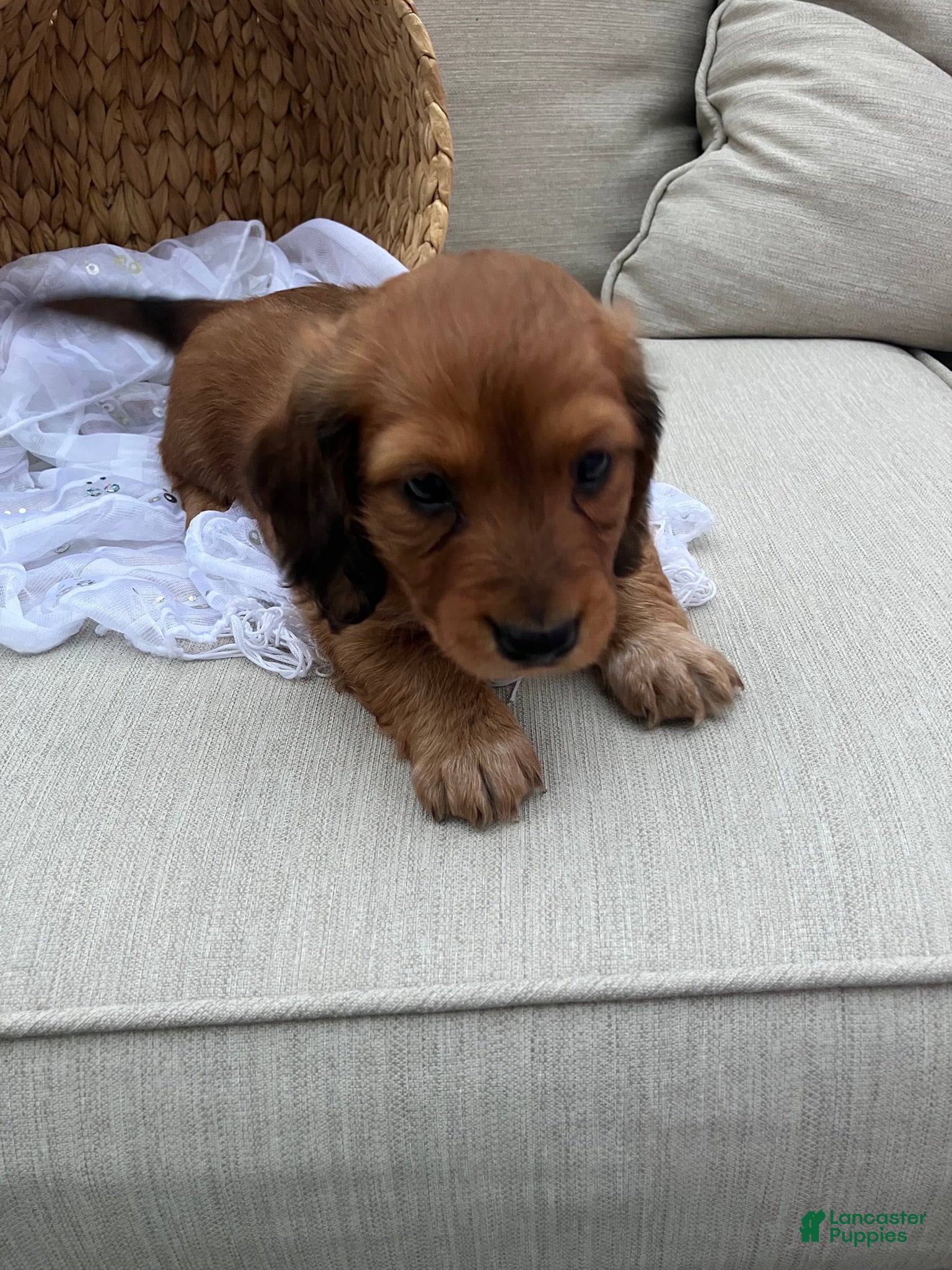 Miniature Dachshund dogs for sale: Sprinkles - Ad 2