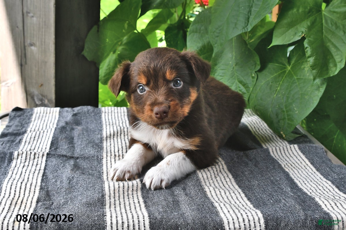 Mixed Breed dogs Lark - Ad 2