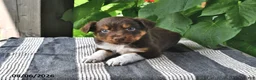 Mixed Breed dogs for sale: Lark - Ad 2