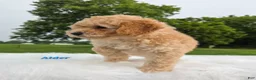Cavapoo dogs for sale: Alder - Ad 6