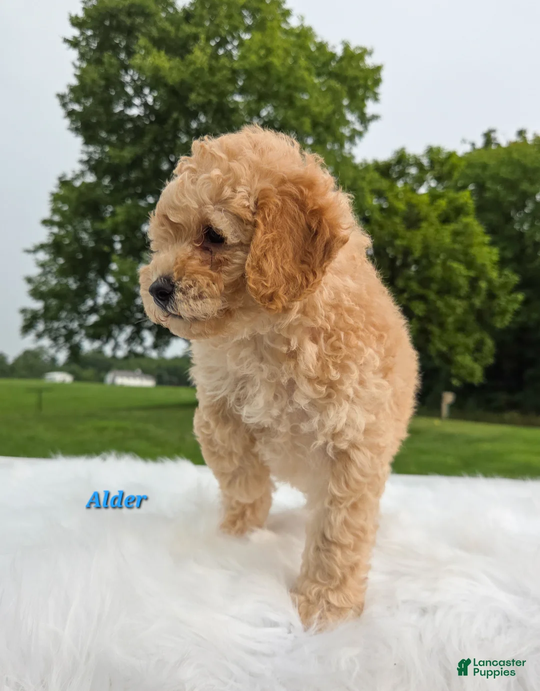 Cavapoo dogs for sale: Alder - Ad 6