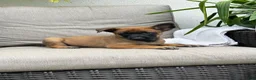 Belgian Malinois dogs for sale: Billie - Ad 3