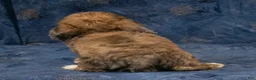 Havapoo dogs for sale: Dexter - Ad 7