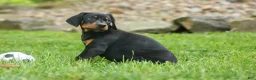 Doberman Pinscher dogs for sale:  Dax (Black Rust)🐶 - Ad 10