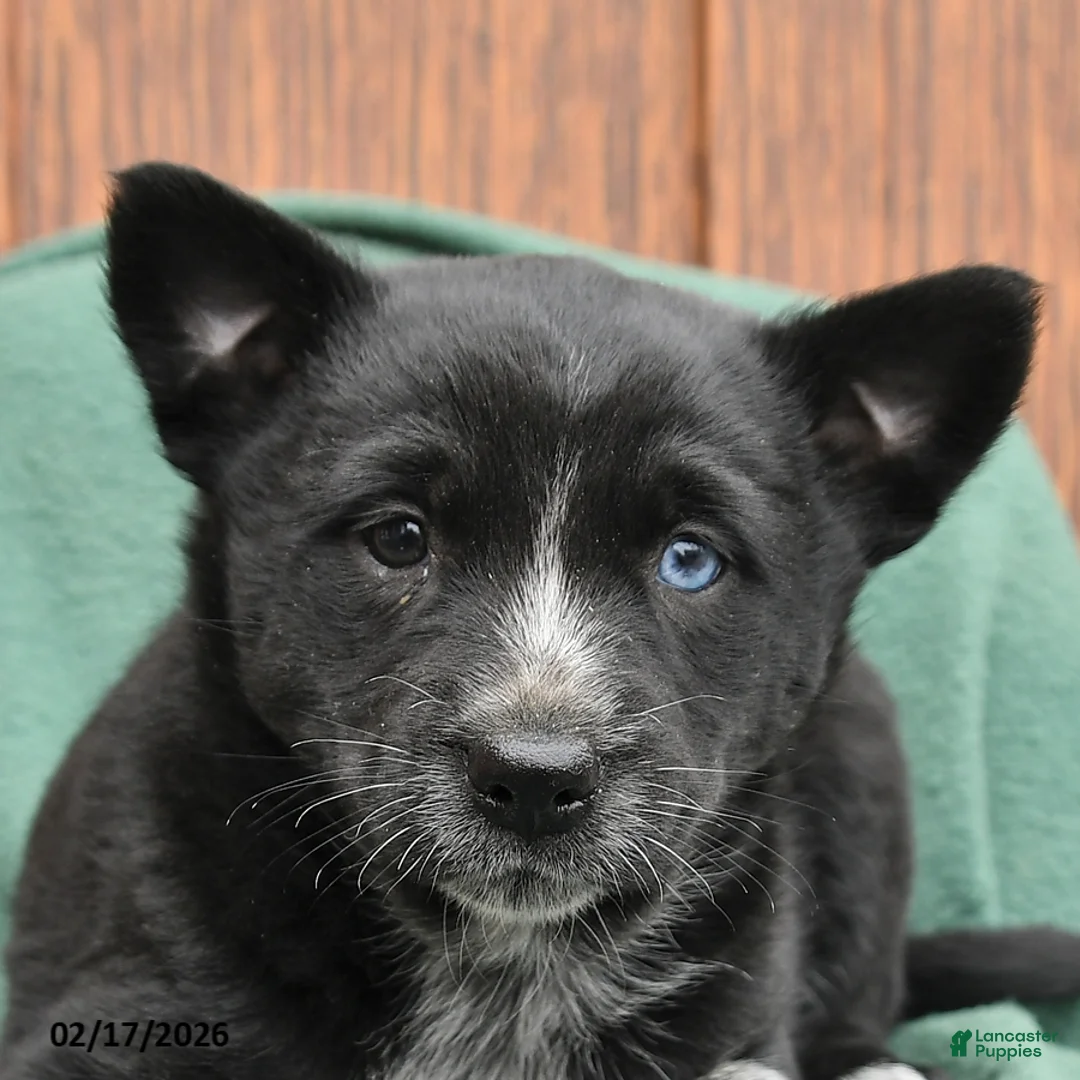 Mixed Breed dogs for sale: Abby - Ad 3