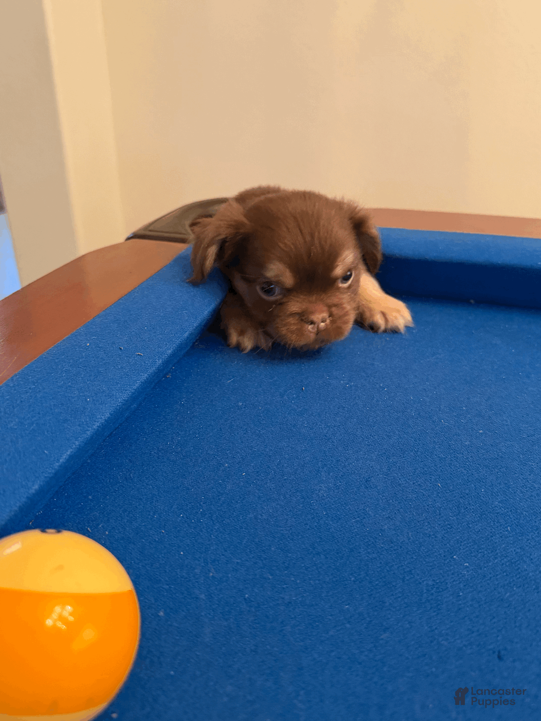 French Bulldog dogs for sale: French Bulldog Puppy 2 - Ad 5