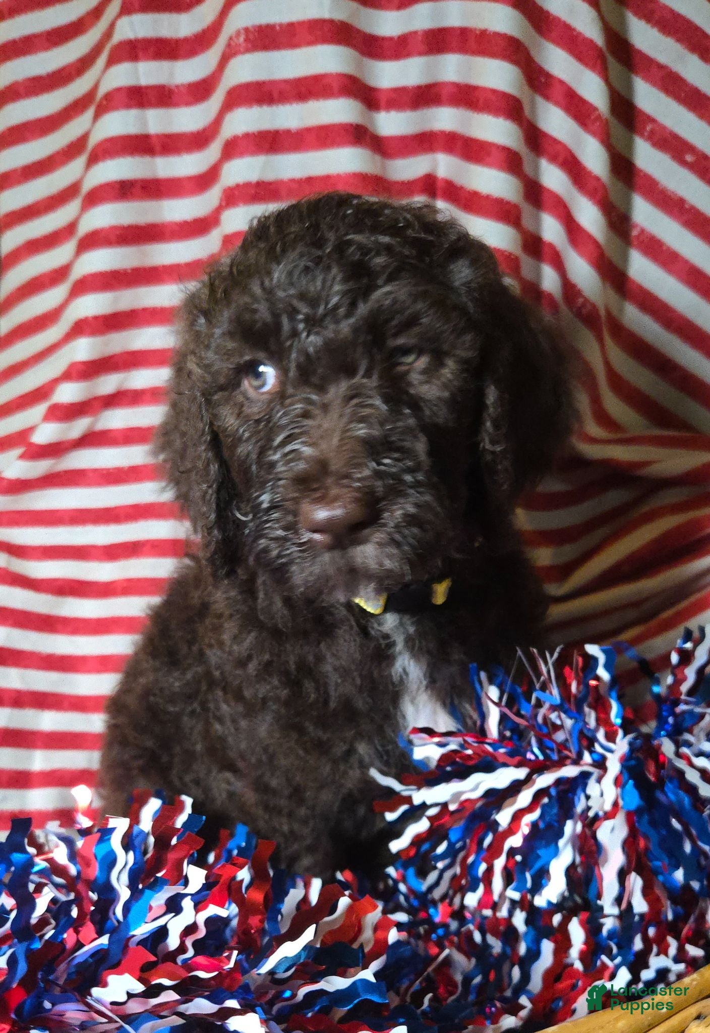 Standard Poodle dogs Lily - Ad 1
