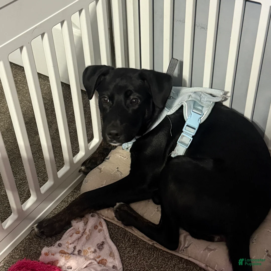 Mixed Breed dogs for sale: Mixed Breed Puppy 1 - Ad 6