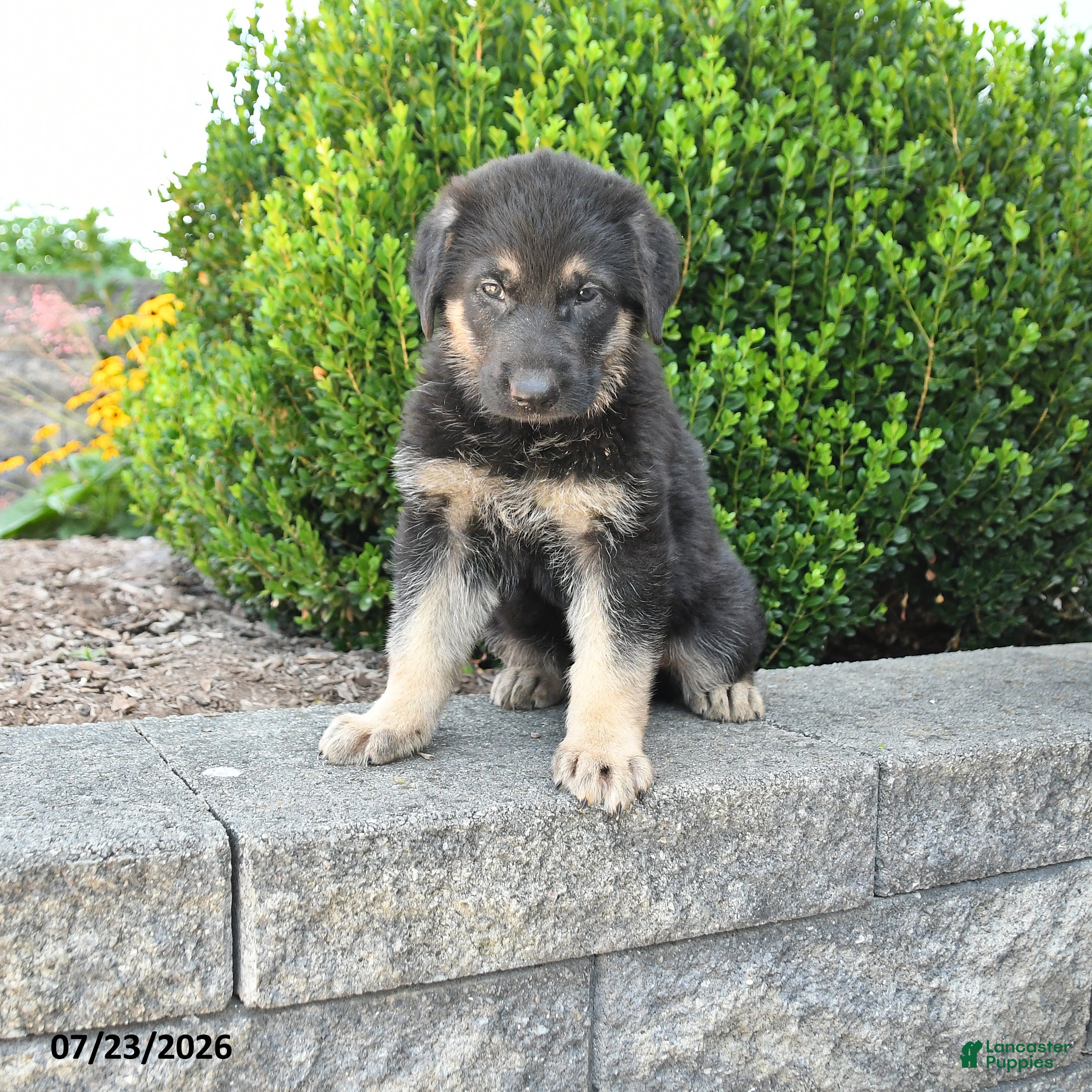 German Shepherd dogs for sale: Dana - Ad 2
