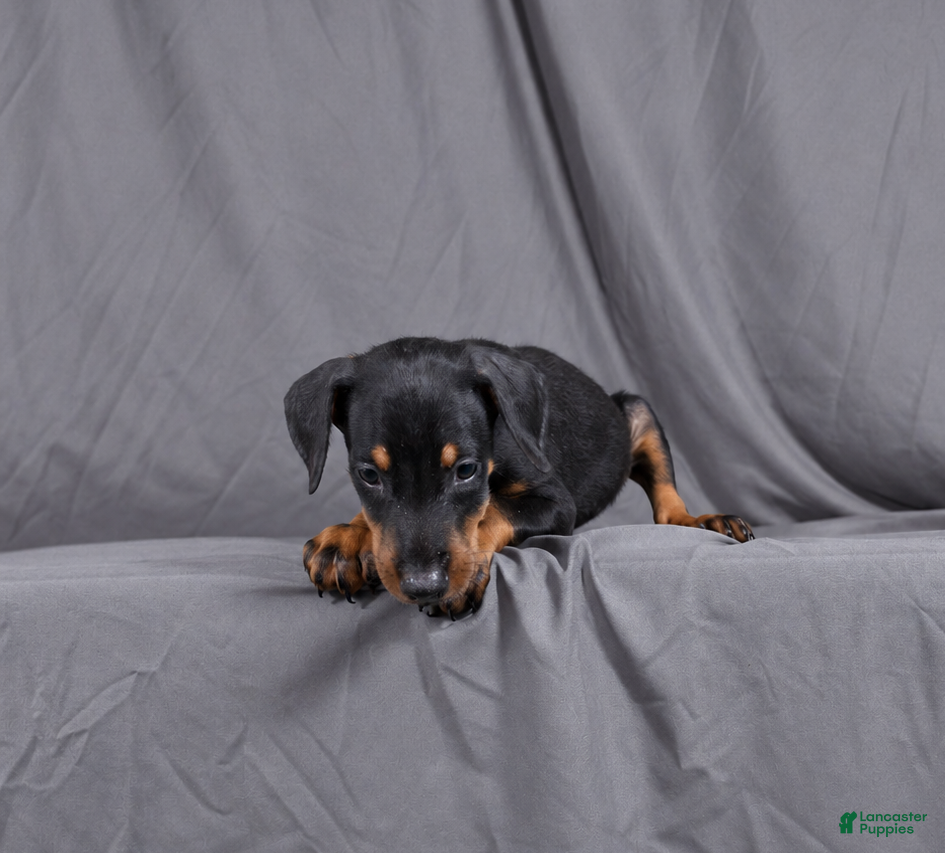 Doberman Pinscher dogs for sale: Euron - Ad 16