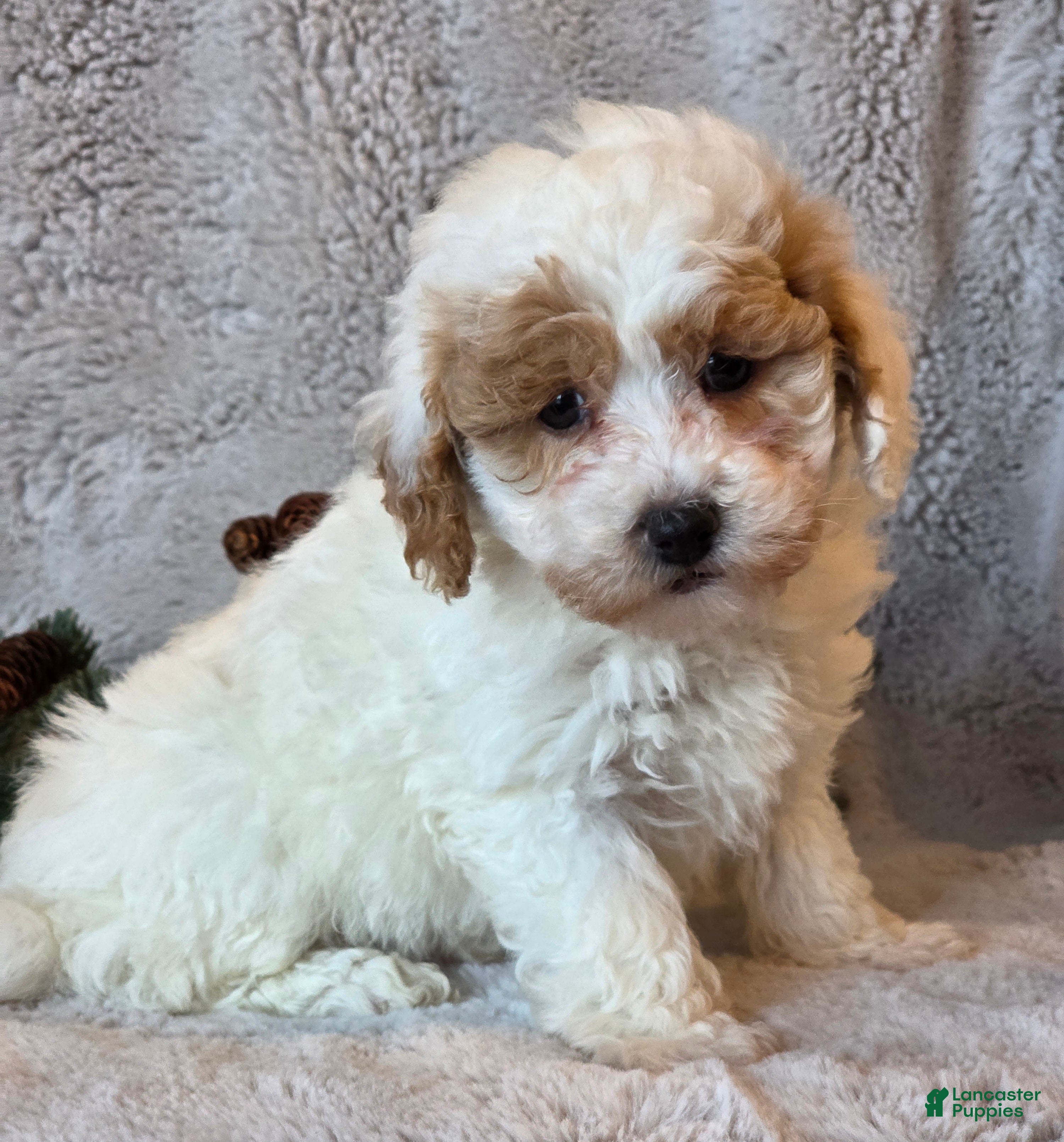 Shihpoo dogs Texan - Ad 37