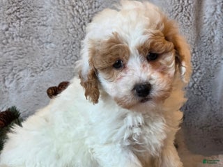 Shihpoo dogs Texan - Ad 26