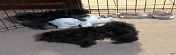 Shihpoo dogs for sale: Shihpoo 2 - Ad 3