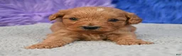 Cavapoo dogs for sale: Cavapoo 6 - Ad 9