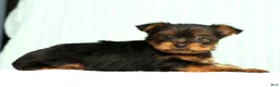 Yorkshire Terrier dogs for sale: Mitch - Ad 5