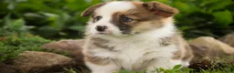 Welsh Corgi Pembroke dogs for sale: Rex - Ad 4