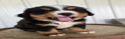 Bernese Mountain Dog dogs for sale: Blue collar- Bocephus - Ad 2