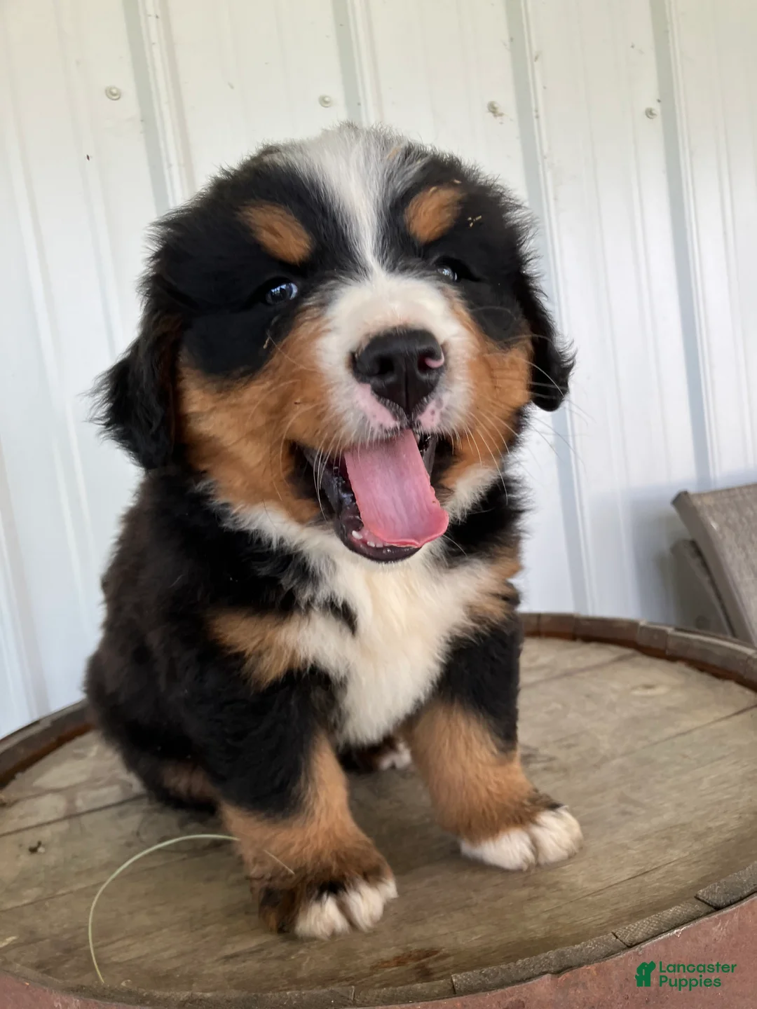 Bernese Mountain Dog dogs for sale: Blue collar- Bocephus - Ad 2
