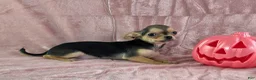 Chihuahua dogs for sale: Delilah - Ad 12