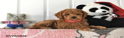 Mini Goldendoodle dogs for sale: Chase - Ad 5