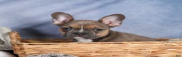 Frenchton dogs for sale: NEVA - Ad 19