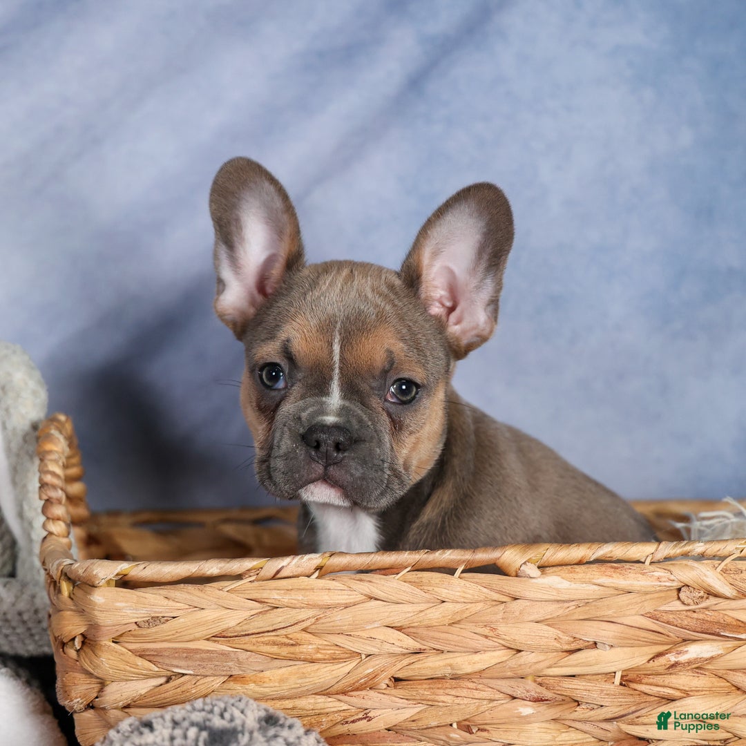 Frenchton dogs for sale: NEVA - Ad 19