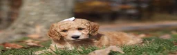 Miniature Poodle dogs for sale: June (AKC) - Ad 5