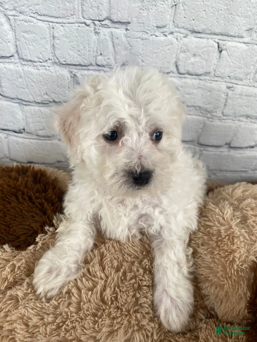 Bichon Frise dogs for sale: Rosie - Ad 6