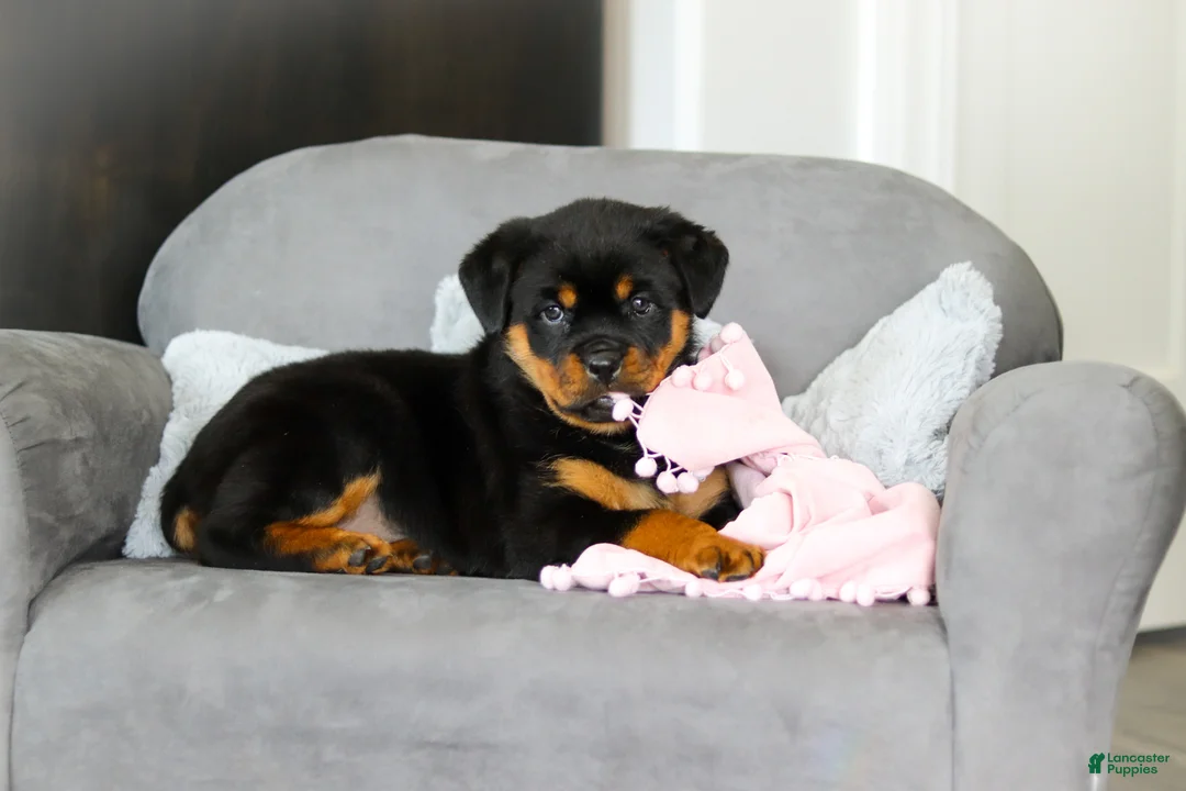 Rottweiler dogs for sale: Queen - Ad 1