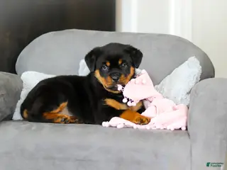 Rottweiler dogs for sale: Queen - Ad 1