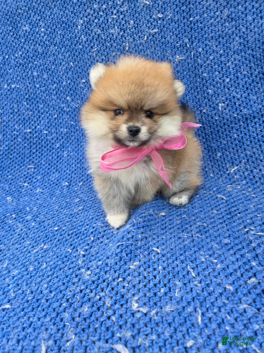 Pomeranian dogs for sale: Zoey - Ad 1