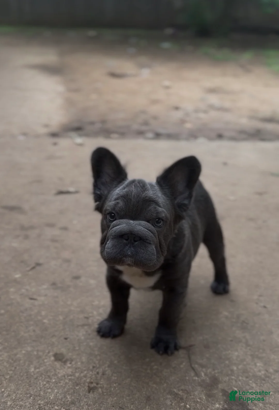 French Bulldog dogs for sale: French Bulldog Puppy 1 - Ad 2