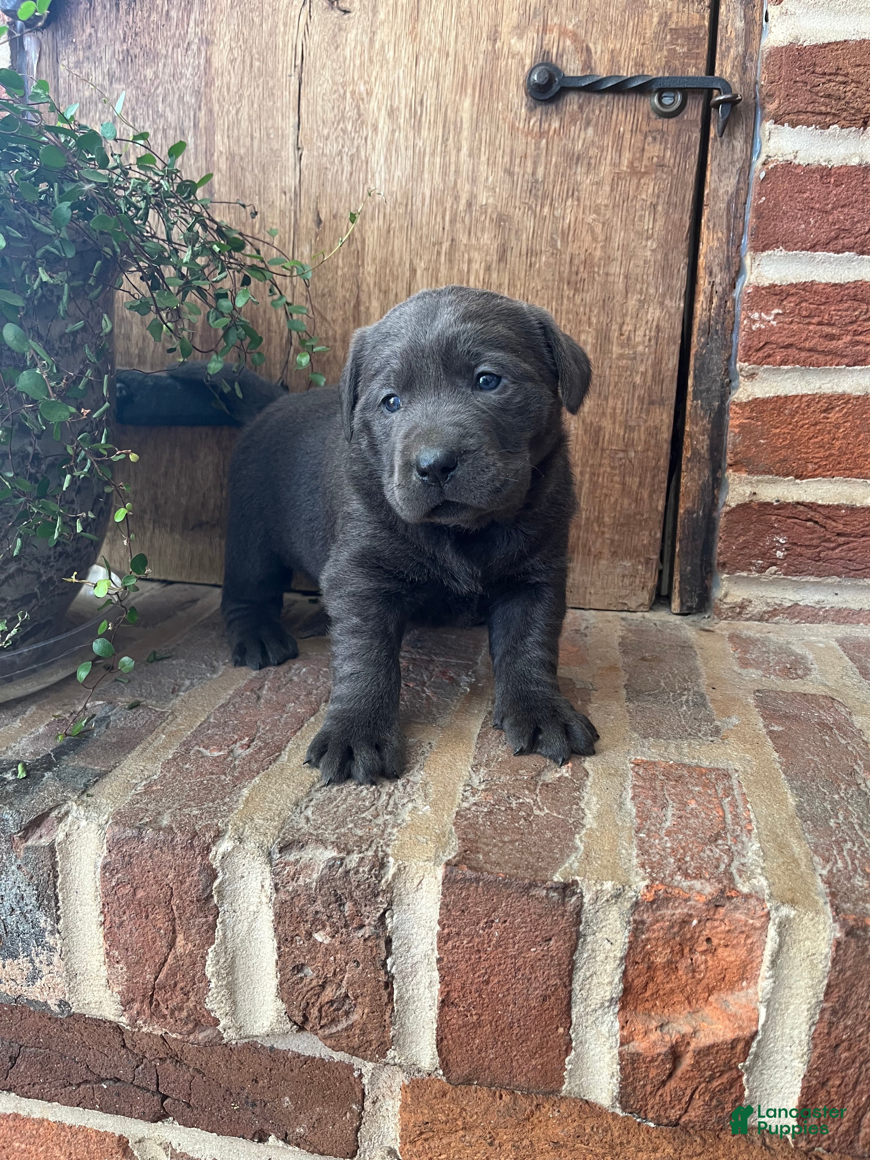 Labrador Retriever dogs Buttercup  - Ad 21