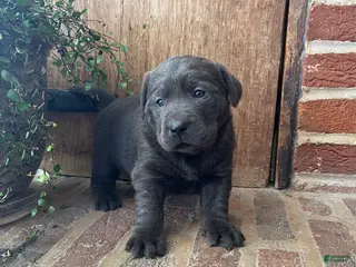 Labrador Retriever dogs Buttercup - Ad 21