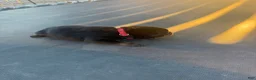 Rottweiler dogs for sale: Rottweiler 1 - Ad 2