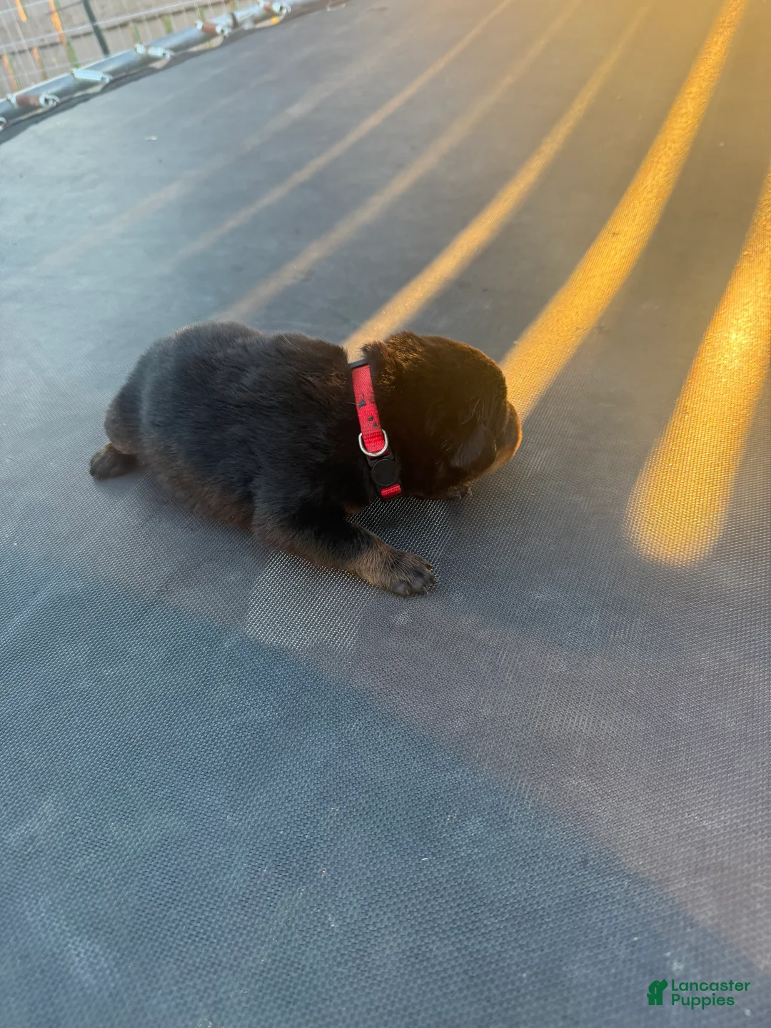 Rottweiler dogs for sale: Rottweiler 1 - Ad 2