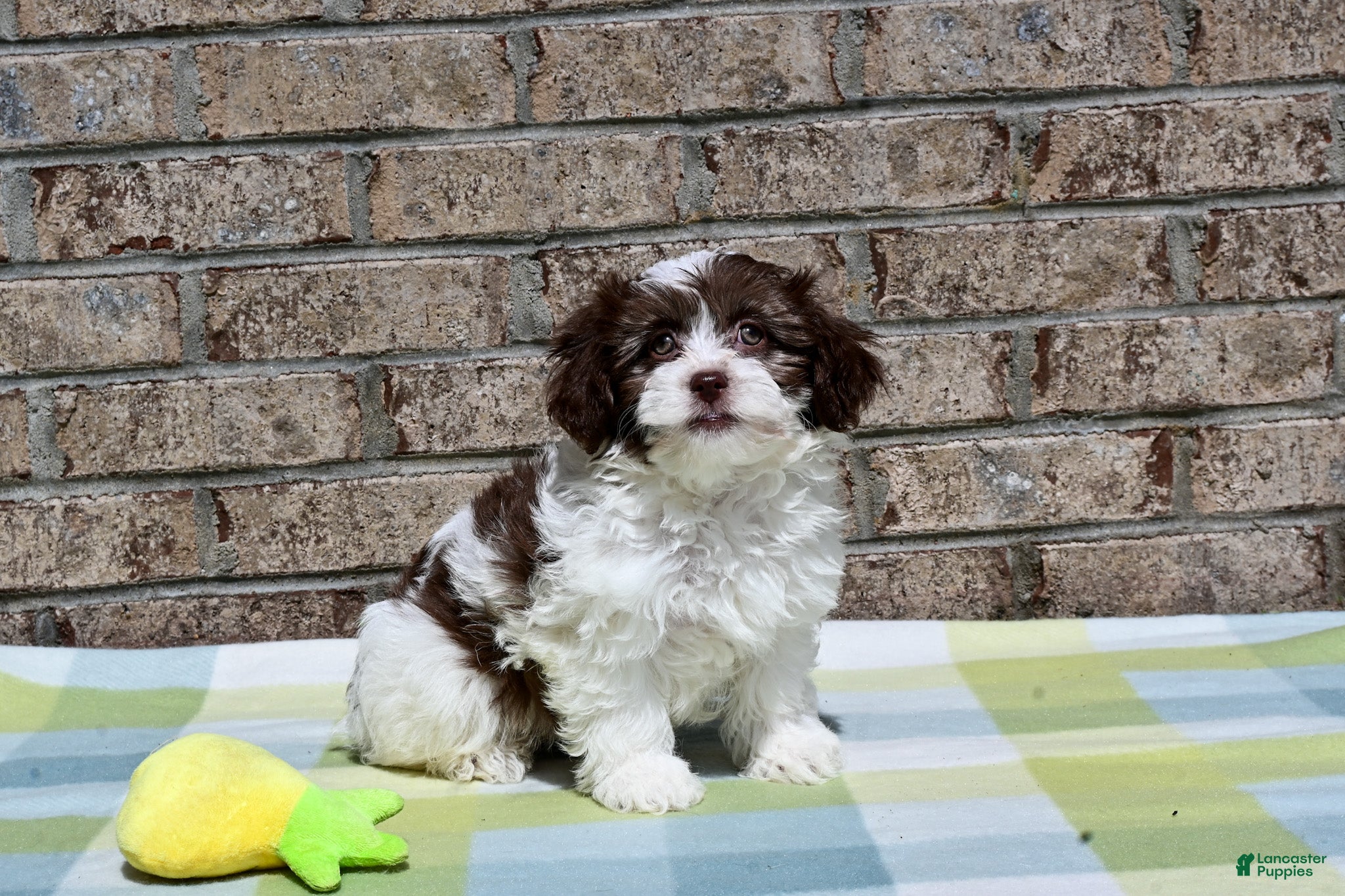 Havapoo dogs Havapoo Johnny - Ad 1