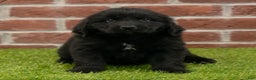 Newfoundland dogs for sale: Hallie - Ad 4