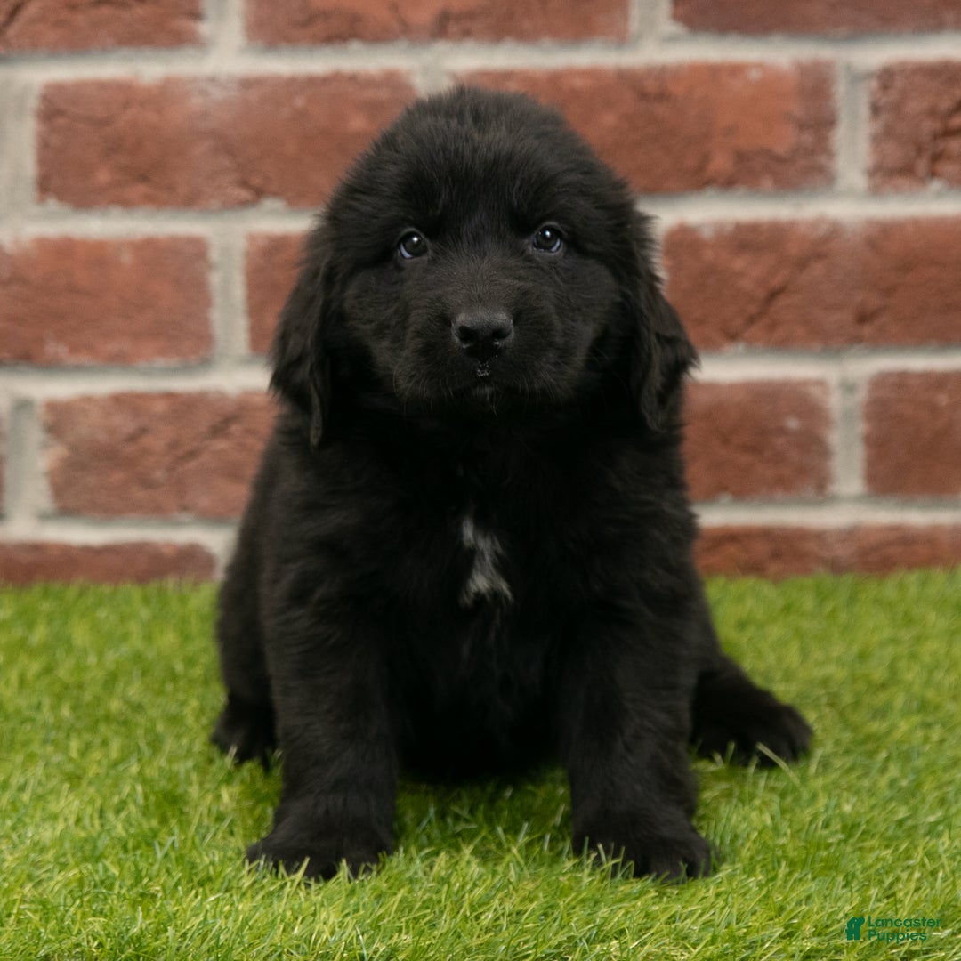 Newfoundland dogs for sale: Hallie - Ad 4