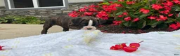 Boxer dogs for sale: Reina - Ad 3
