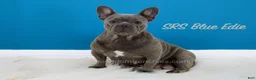 French Bulldog dogs for sale: Kate - Ad 8