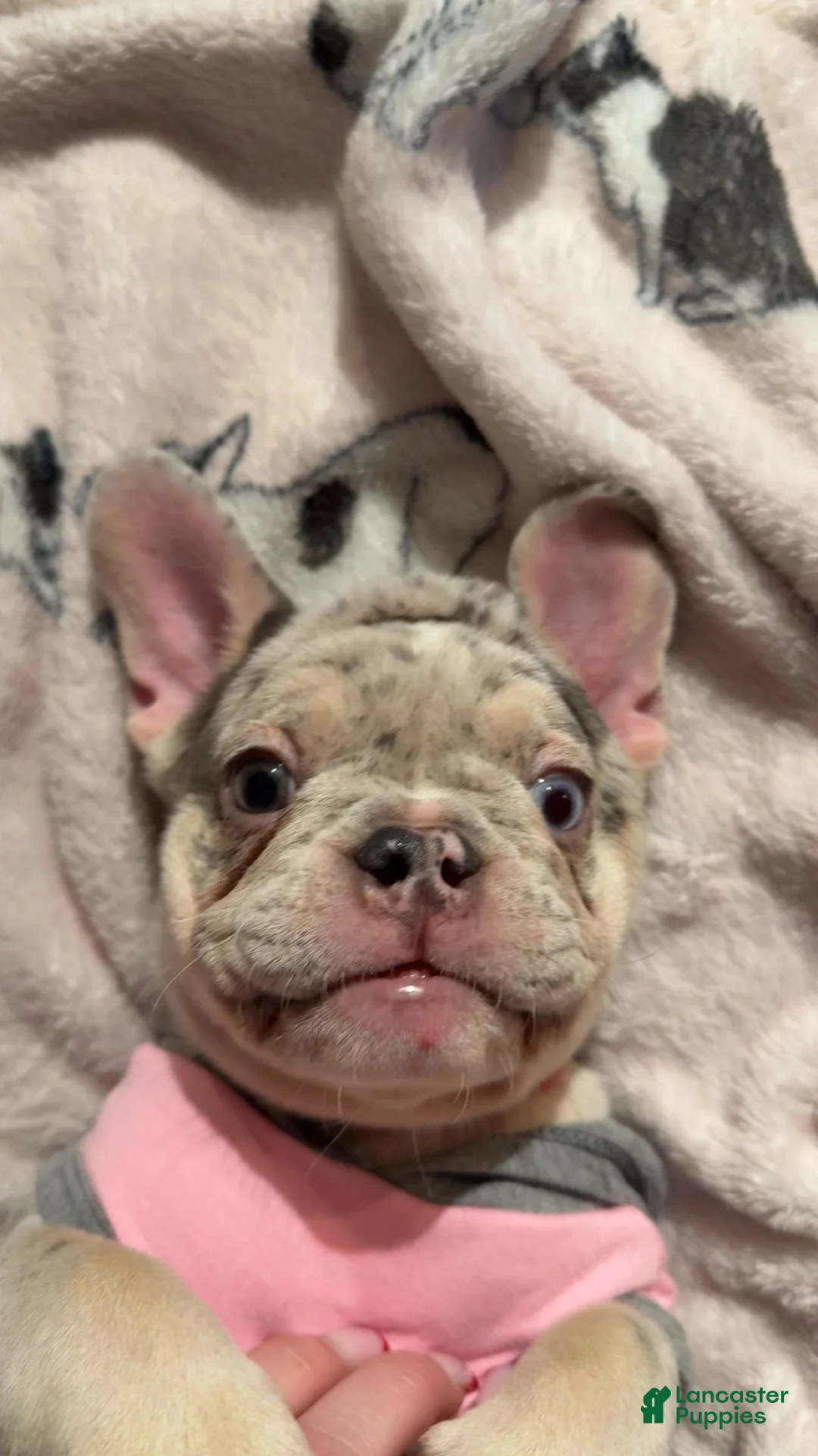 French Bulldog dogs for sale: French Bulldog Puppy 5 - Ad 2