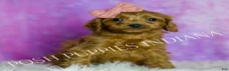 Cavapoo dogs for sale: Sunflower Adorable F1B Champion Line Cavapoo - Ad 6