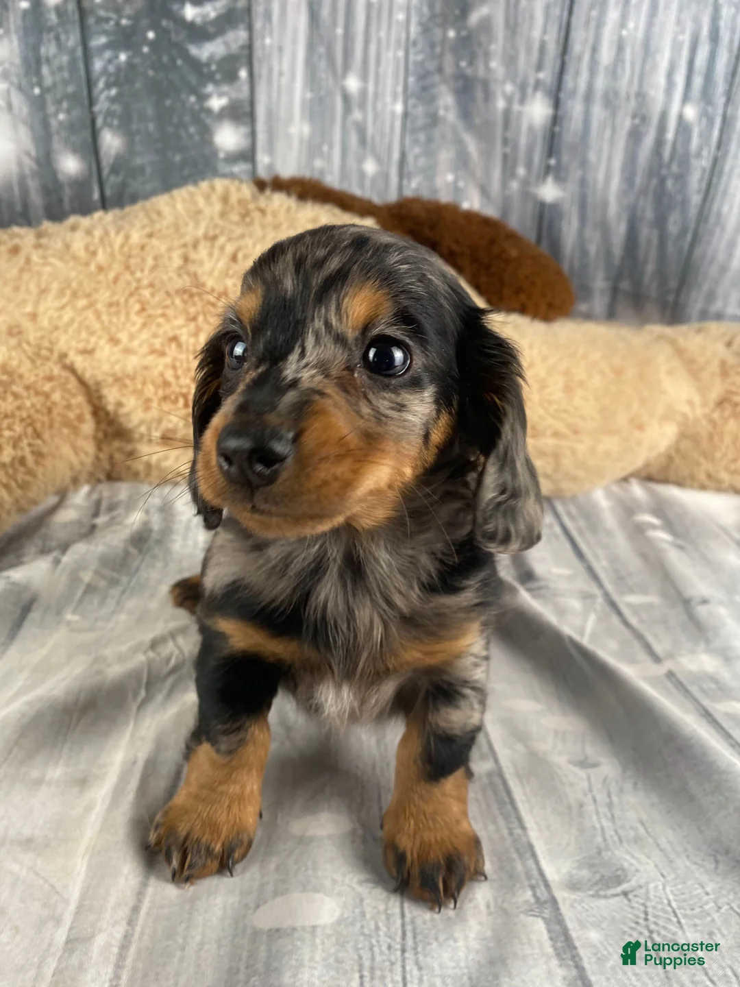 Miniature Dachshund dogs for sale: Molly - Ad 2